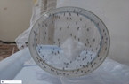 Suivi sur le terrain et échantillonnage du vecteur natif de la dengue réalisés par les chercheurs de l’Institut Pasteur d’Iran