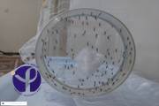 Suivi sur le terrain et échantillonnage du vecteur natif de la dengue réalisés par les chercheurs de l’Institut Pasteur d’Iran