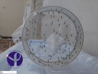 3Dengue1